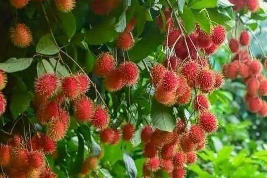 Owoce tropikalne rambutanu