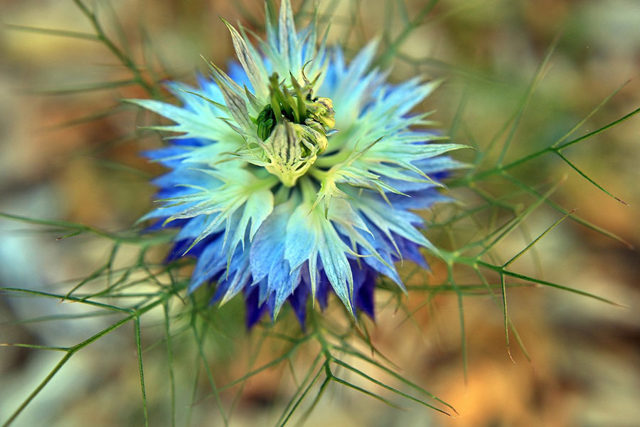 Vingen la fleur verte