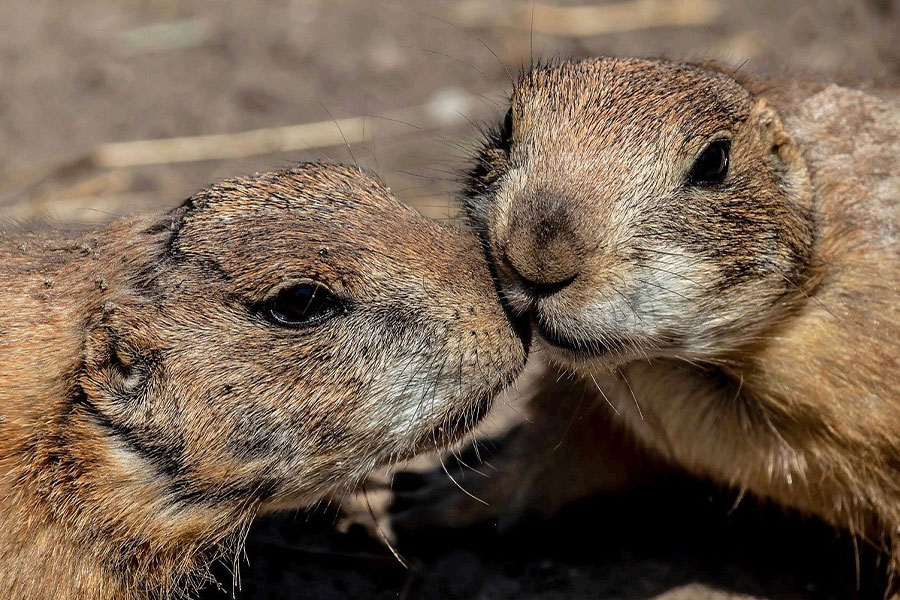 Prairie schattige hond