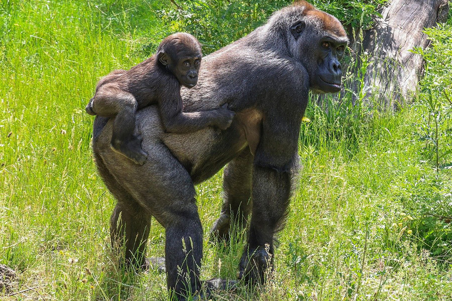 Moeder en babygorilla in de natuur