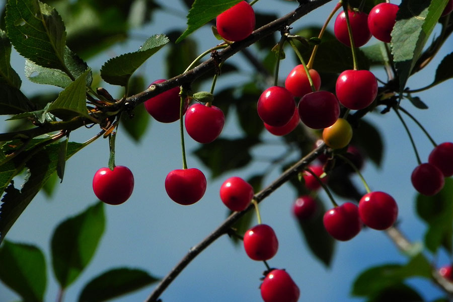 Wiśnia owocowa morela