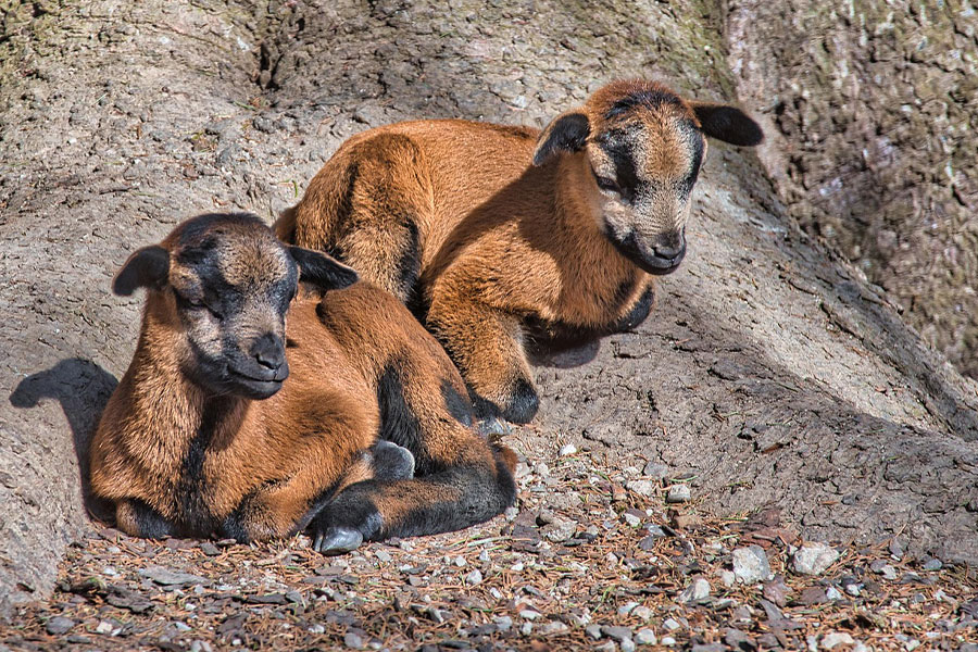 Twee kleine Kameroense schapen