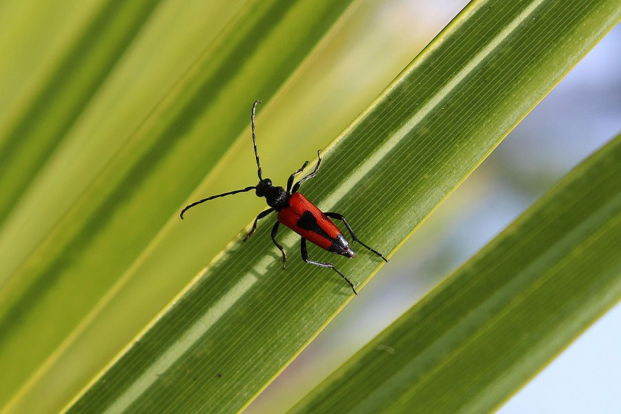 Owad Stictoleptura cordigera