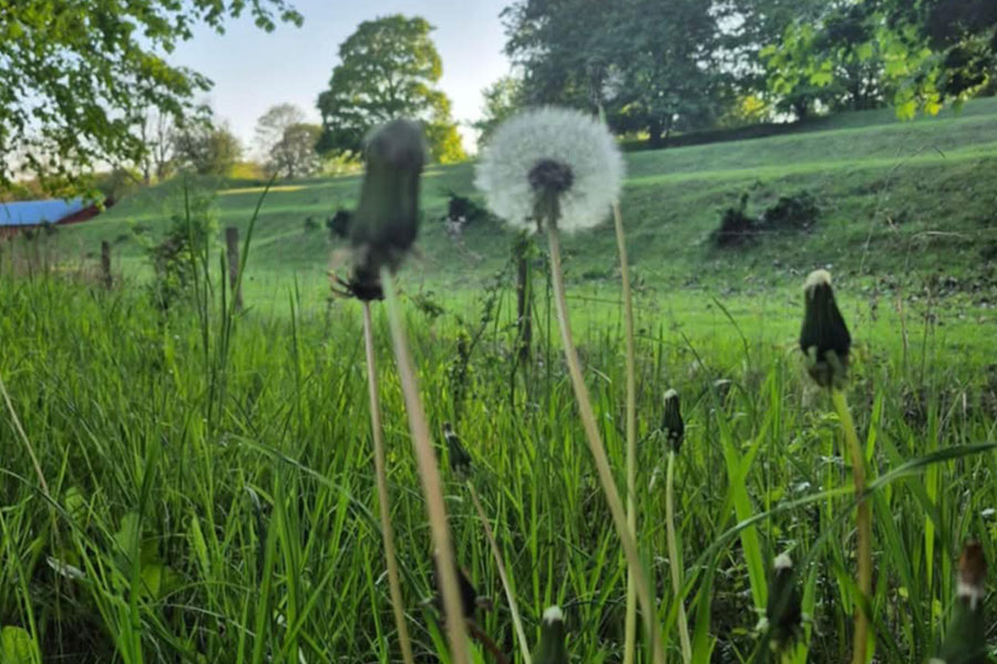 Taraxacum officinale paardenbloemen natuur