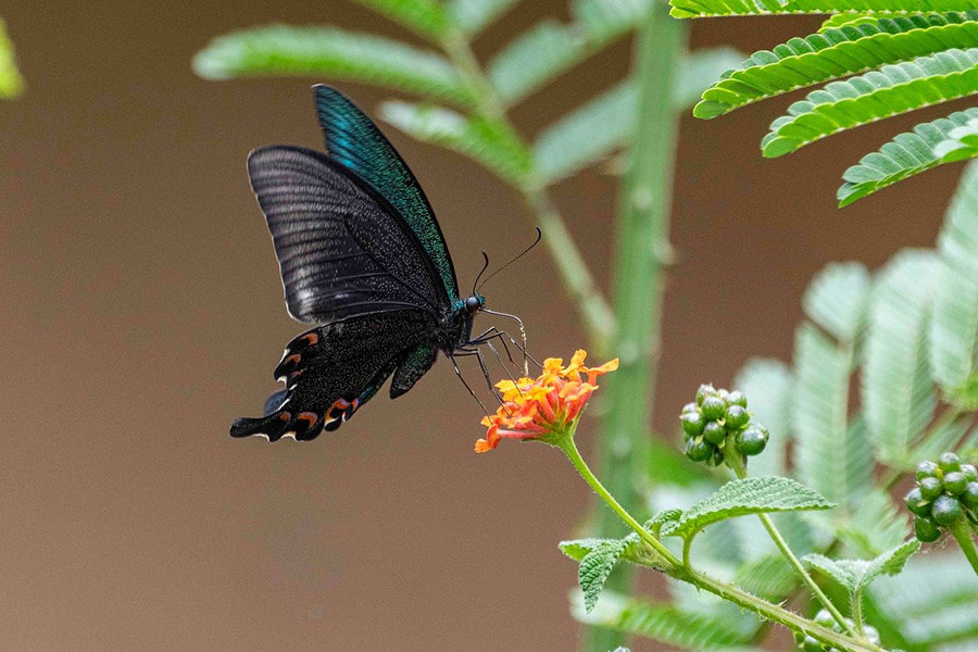 Papilionidae paziowate z zielonymi paskami