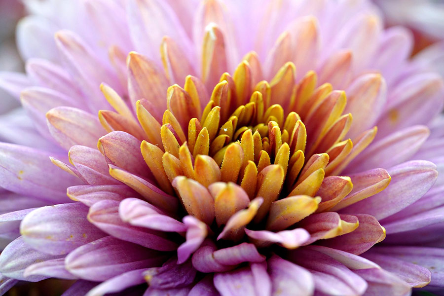 Gros plan sur une fleur de chrysanthème