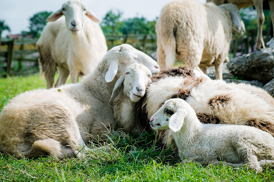 Leggroep witte schapen