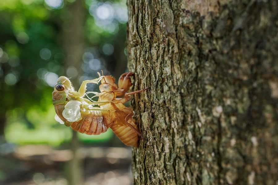 Okresowe owady cykadowe
