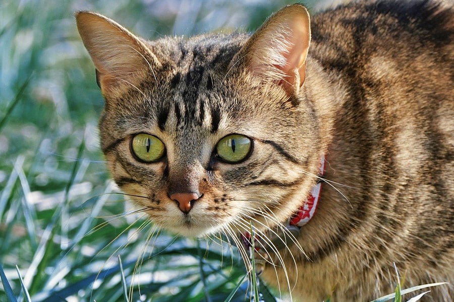 Tabby kat met vachtpatroon als streep