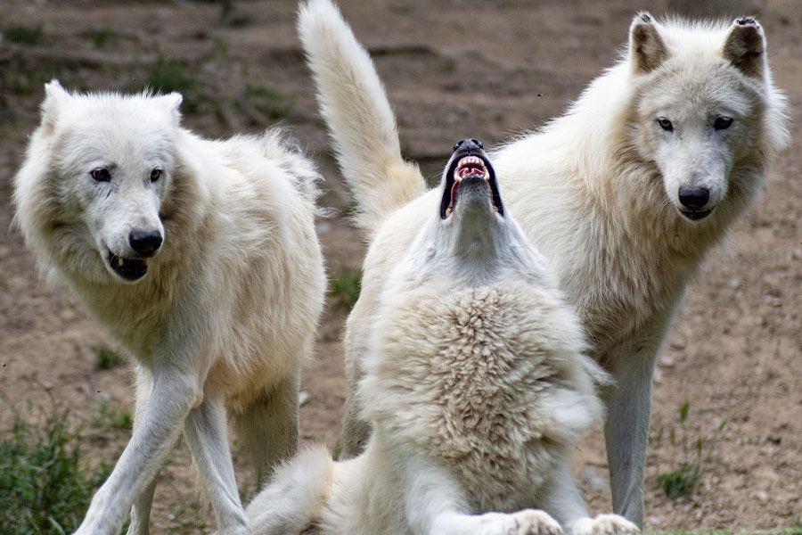 Drie witte grote wolven