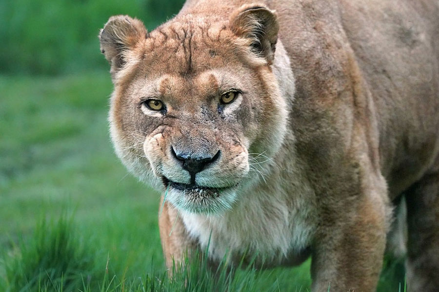 Grote, dikke, boze leeuw