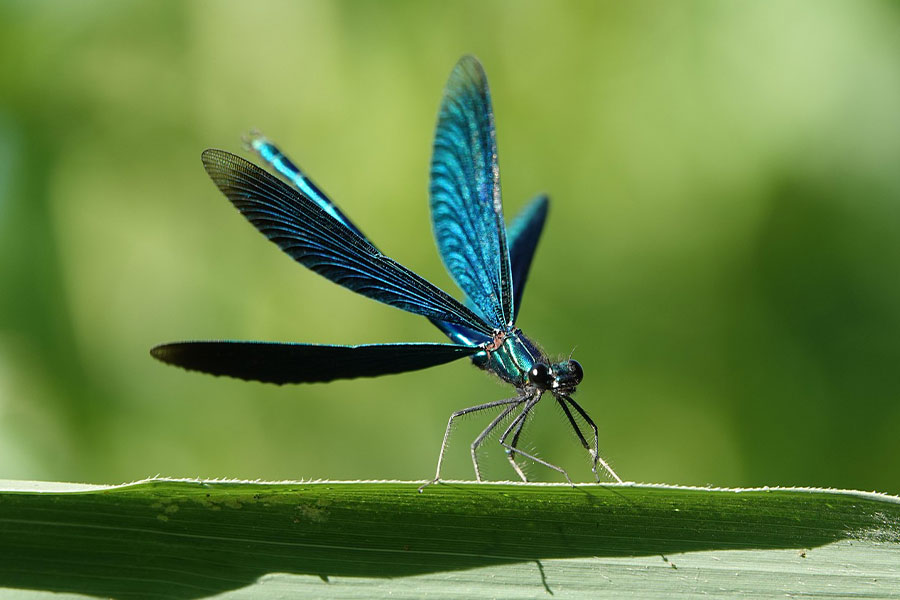 Piękna ważka demoiselle