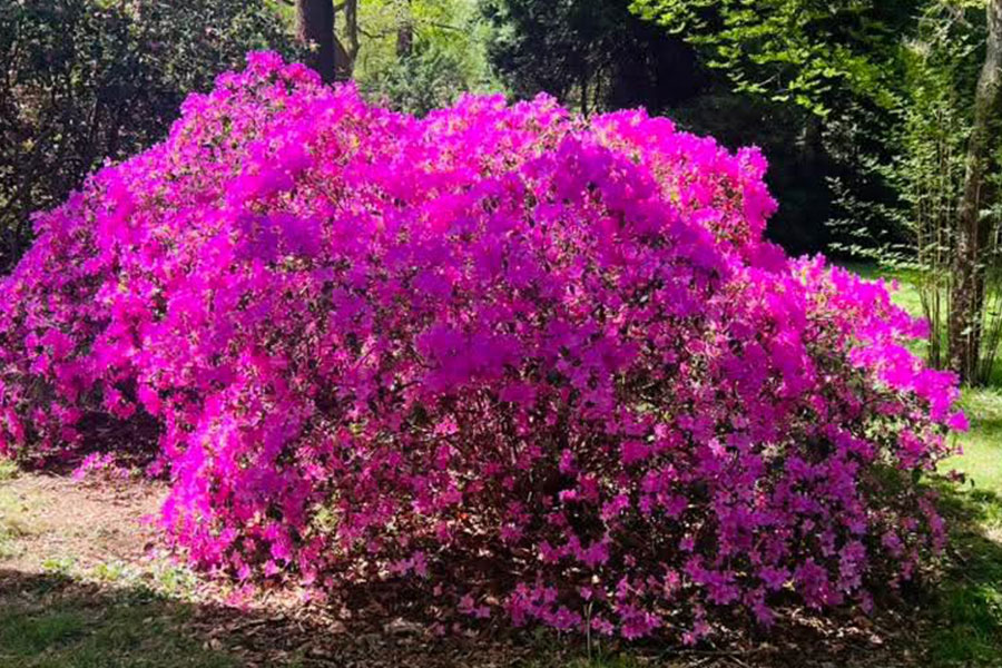 Arbusti fioriti di azalea