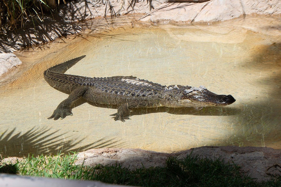 Alligator krokodil dier