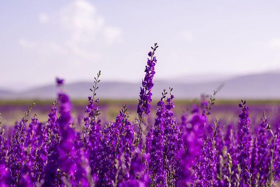 Gros plan d'une fleur de lavande violette