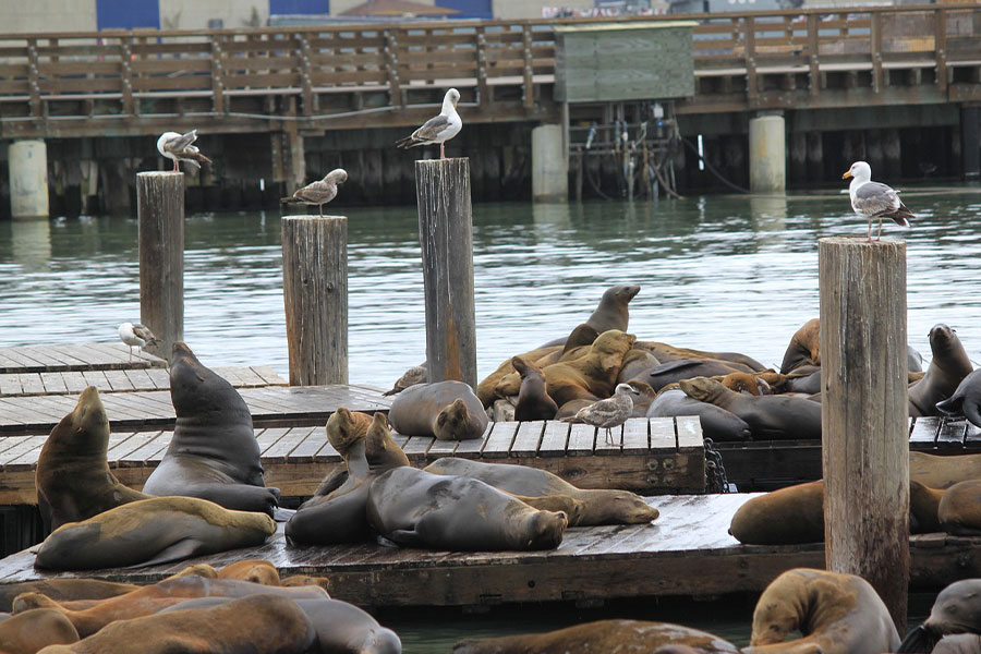 Zeeleeuwenbaai van San Francisco