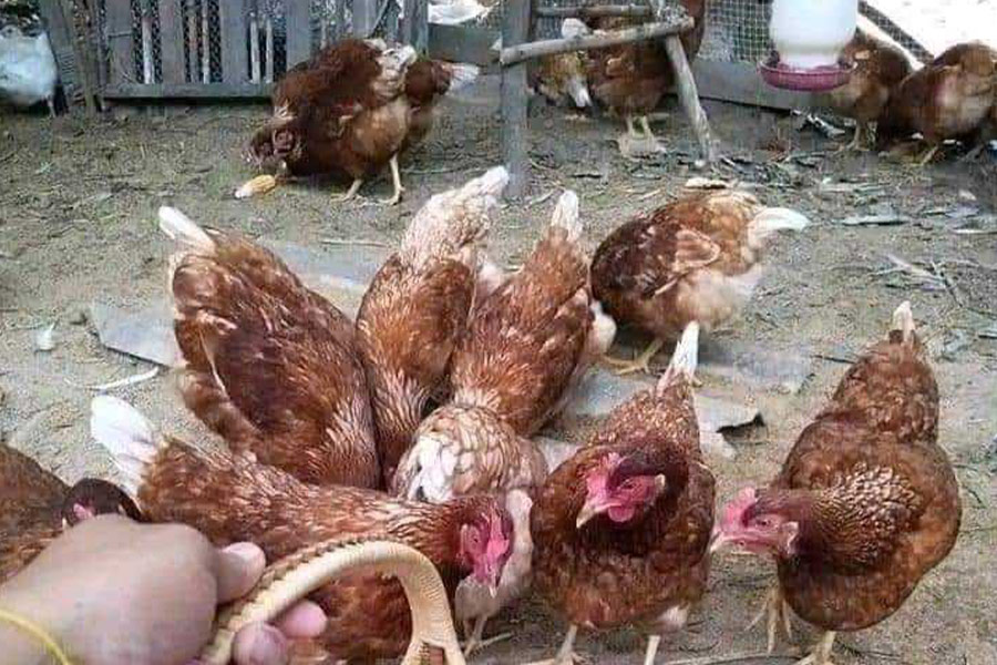 Pluimvee, kip en eieren elke dag