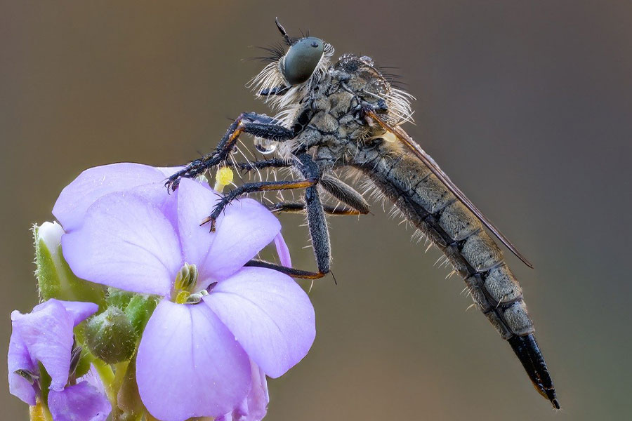 Entomologia owadów Asilidae