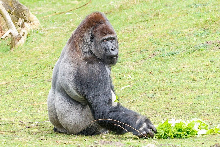 Zittende gorilla met zijn snacks