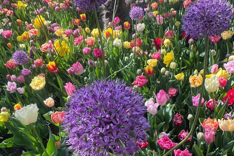 Bellissime cipolle giganti e tulipani