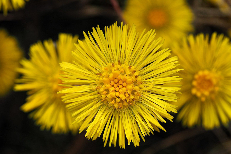 La farfara, pianta medicinale in primavera