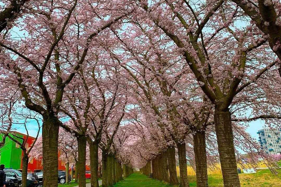 Sakura kersenbloesem gefotografeerd in Nederland
