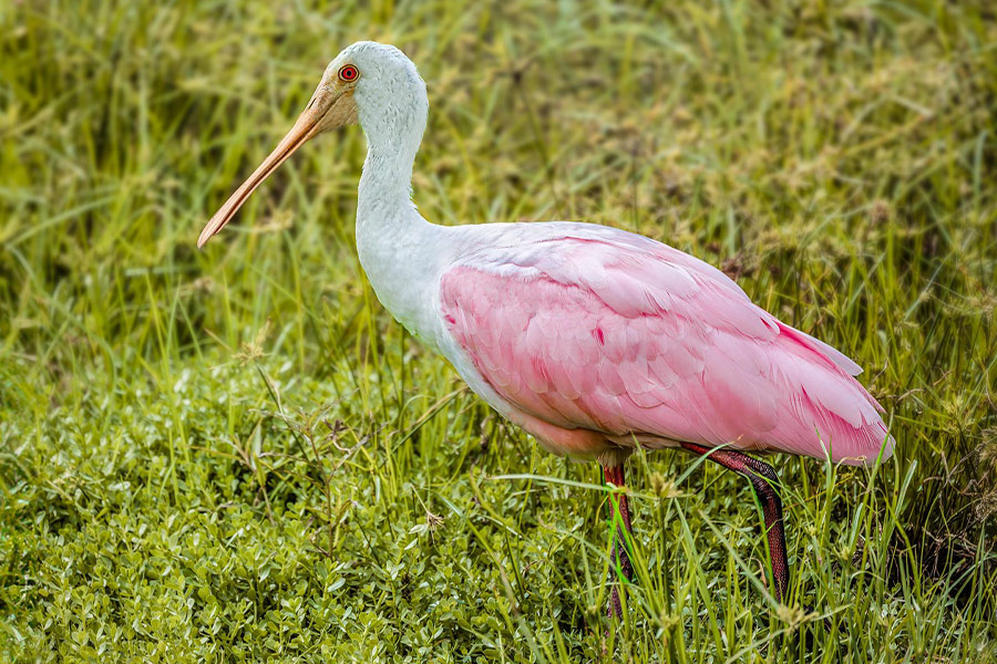 Espátula rosada, pájaro rosado