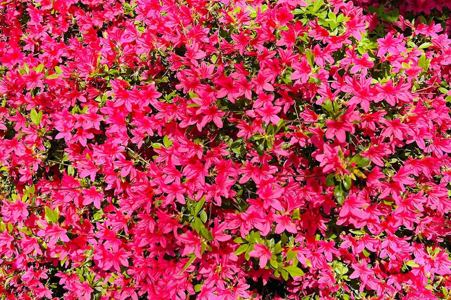 De magnifiques arbustes d'azalées à fleurs