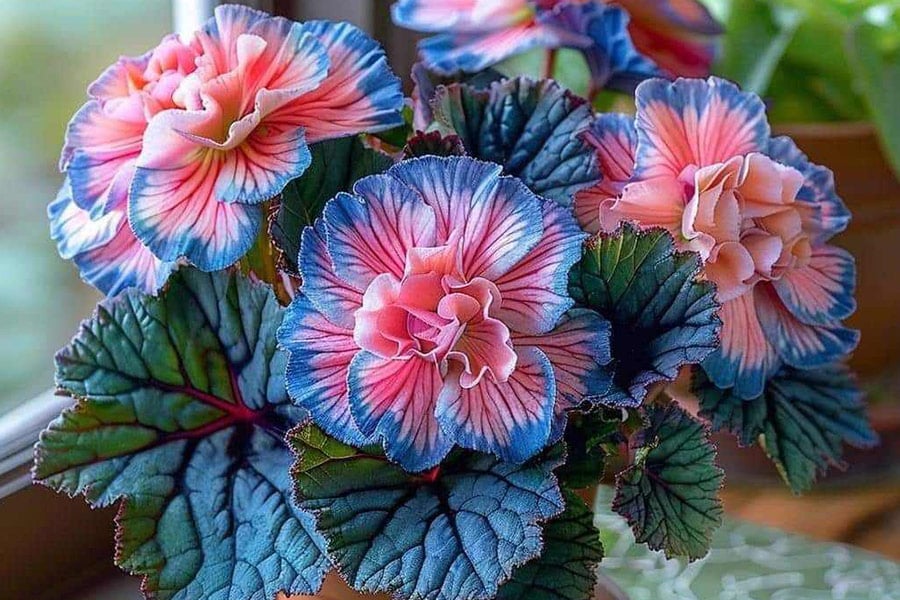 Fleur rose de couleur foncée sur les côtés