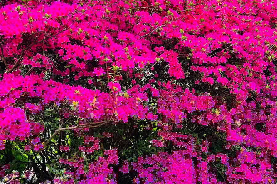 Belles fleurs d'azalée