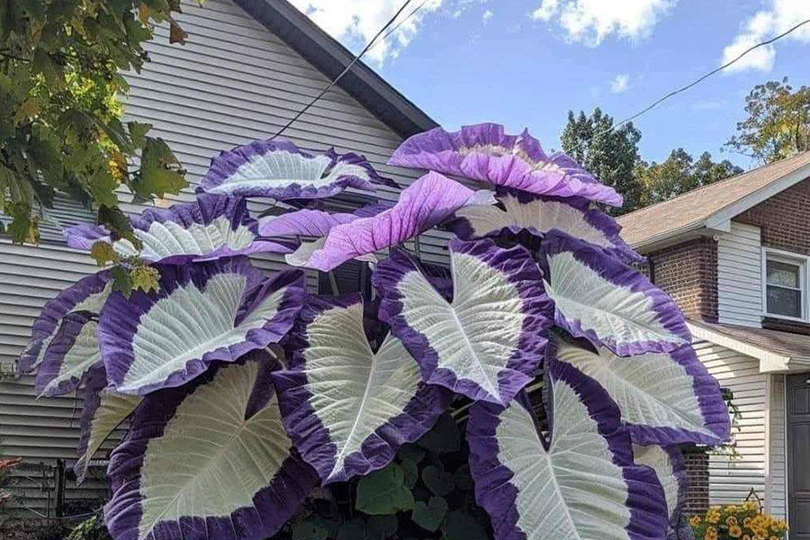 Paarse zijreuzencaladium
