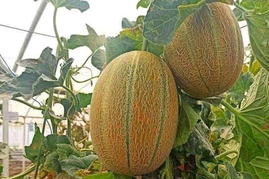 Owoc melona piżmowego