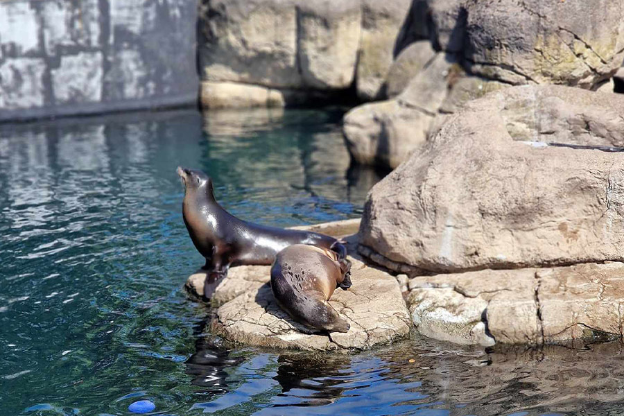 Californische zeeleeuwen in de dierentuin