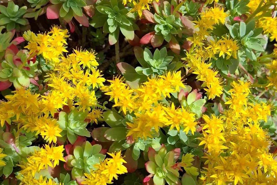 Specie di borracina Sedum palmeri