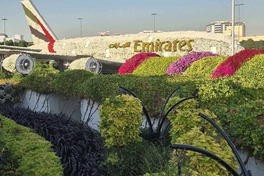 Grüne Buntnessel im Wundergarten