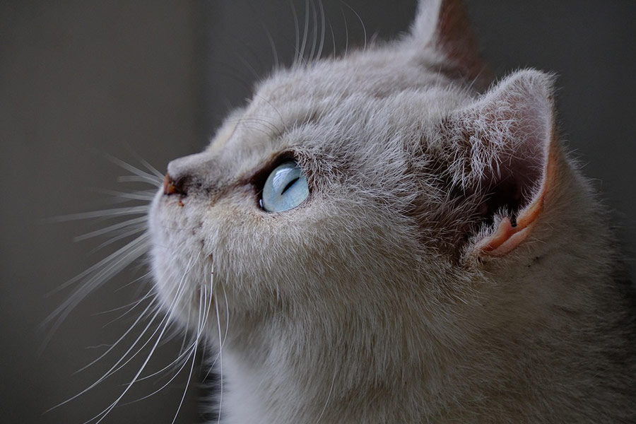 Britse korthaar stamboom