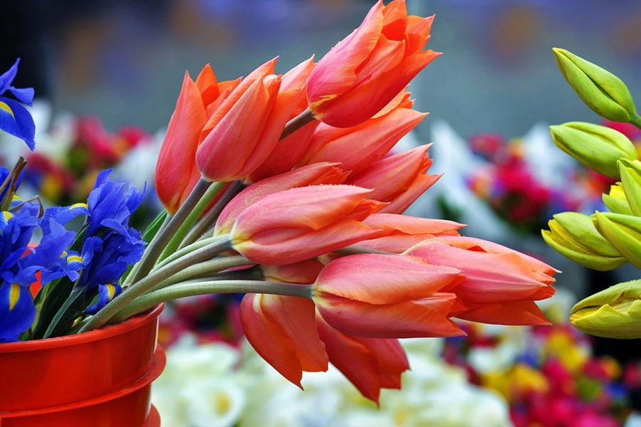 Tulipani in fiore in vendita durante il giorno di mercato
