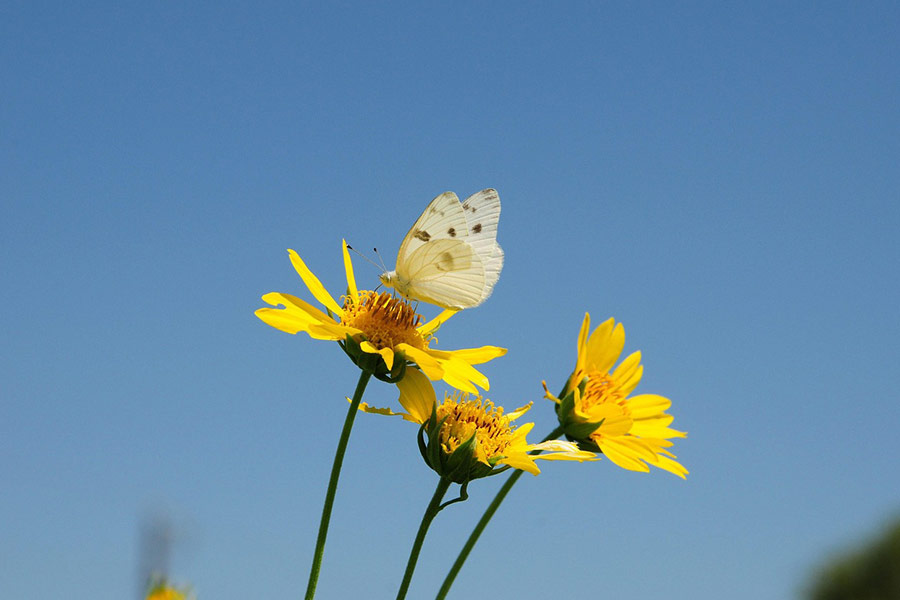 Schmetterlingsblüte Insekten