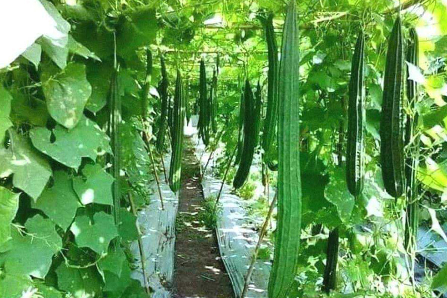 Garten eines Schwammkürbisgemüses