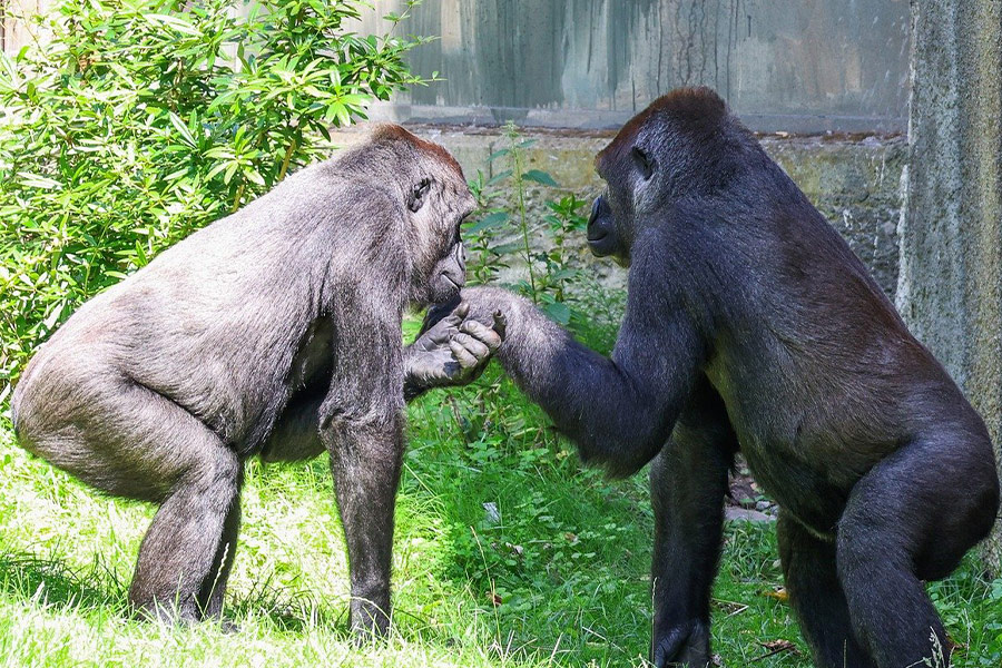 Gorilla kust de hand