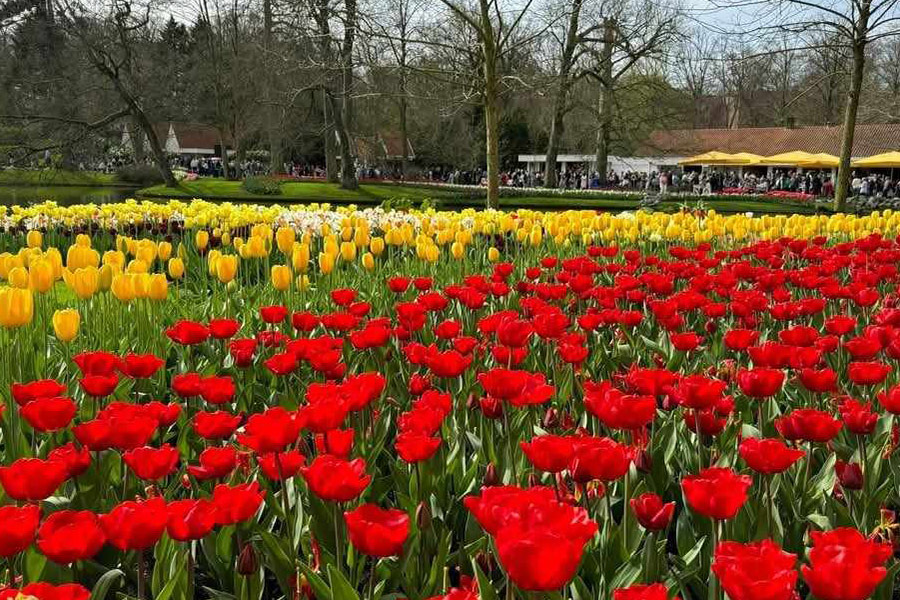 Aiuole di tulipani a Keukenhof