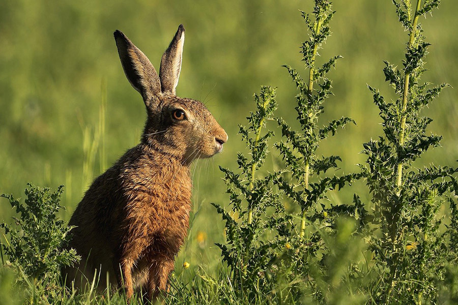 Haasdier in de natuur