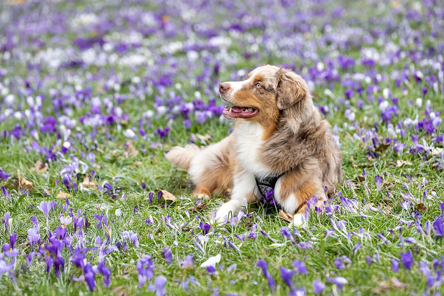 Hond omringd door paarse bloemen
