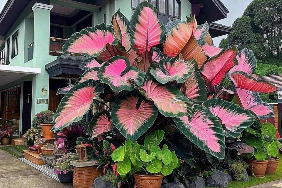 Groene kant roze middelste olifantsoor plant