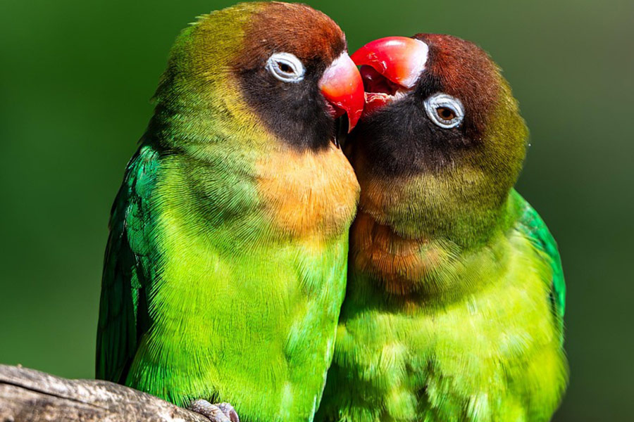 Zwei Sittiche Süße