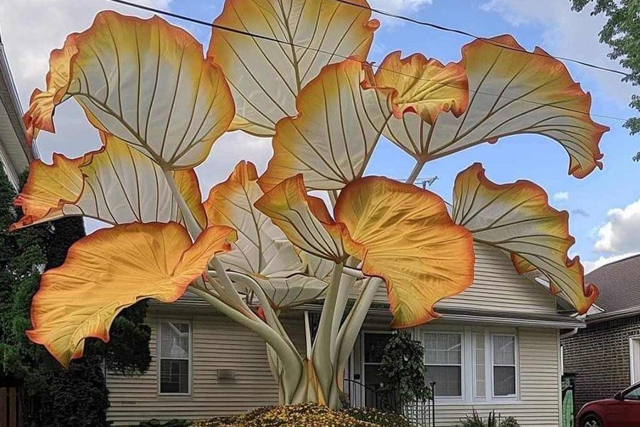 Een soort olifantsoorplant in oranje
