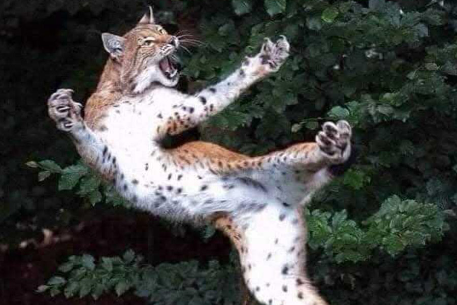 Vallende Euraziatische lynx