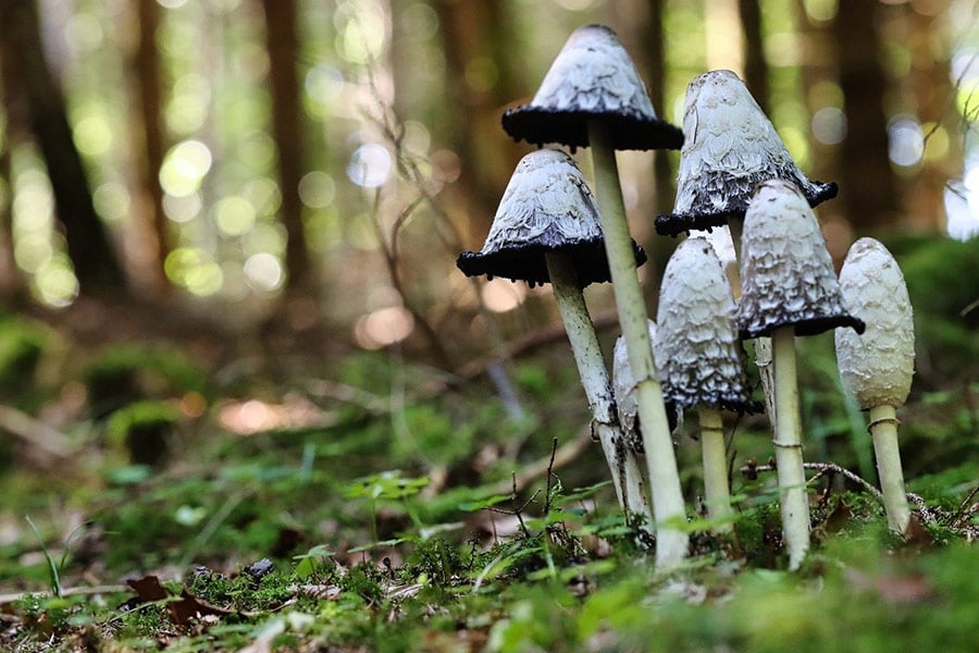 Mycologie paddestoelen natuur