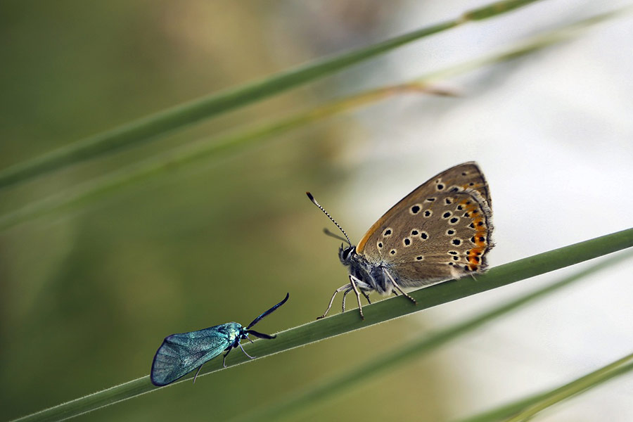 Schmetterlingsinsektenbild