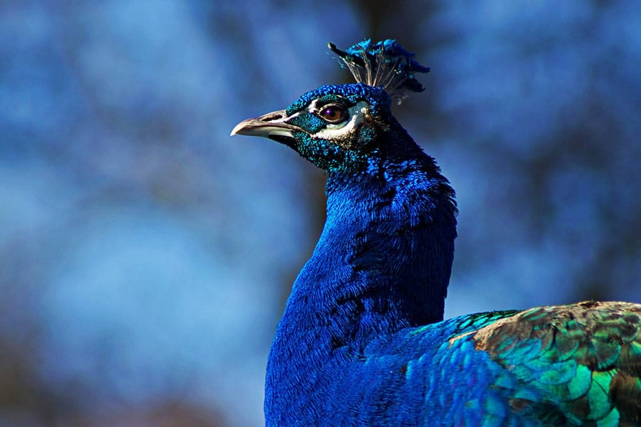 Vogel Pfau schöne Farben